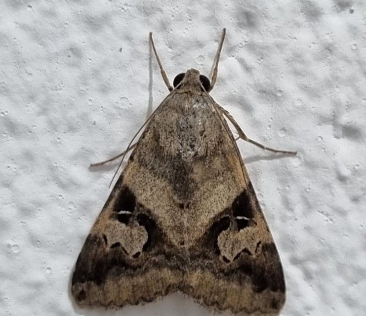 Plodia interpunctella