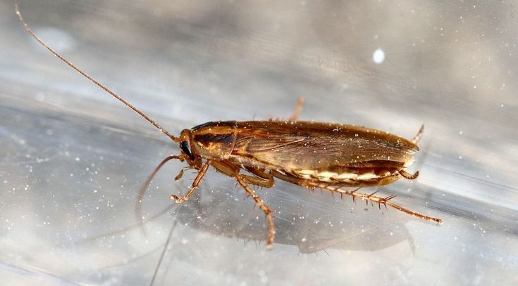 Blatta germanica