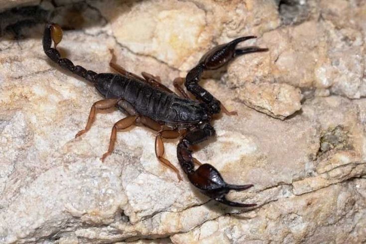 L’Euscorpius flavicaudis