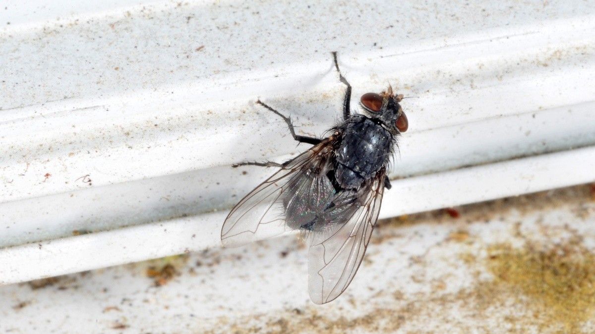 Mosca domestica