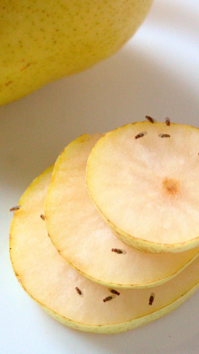 Moscerino della frutta