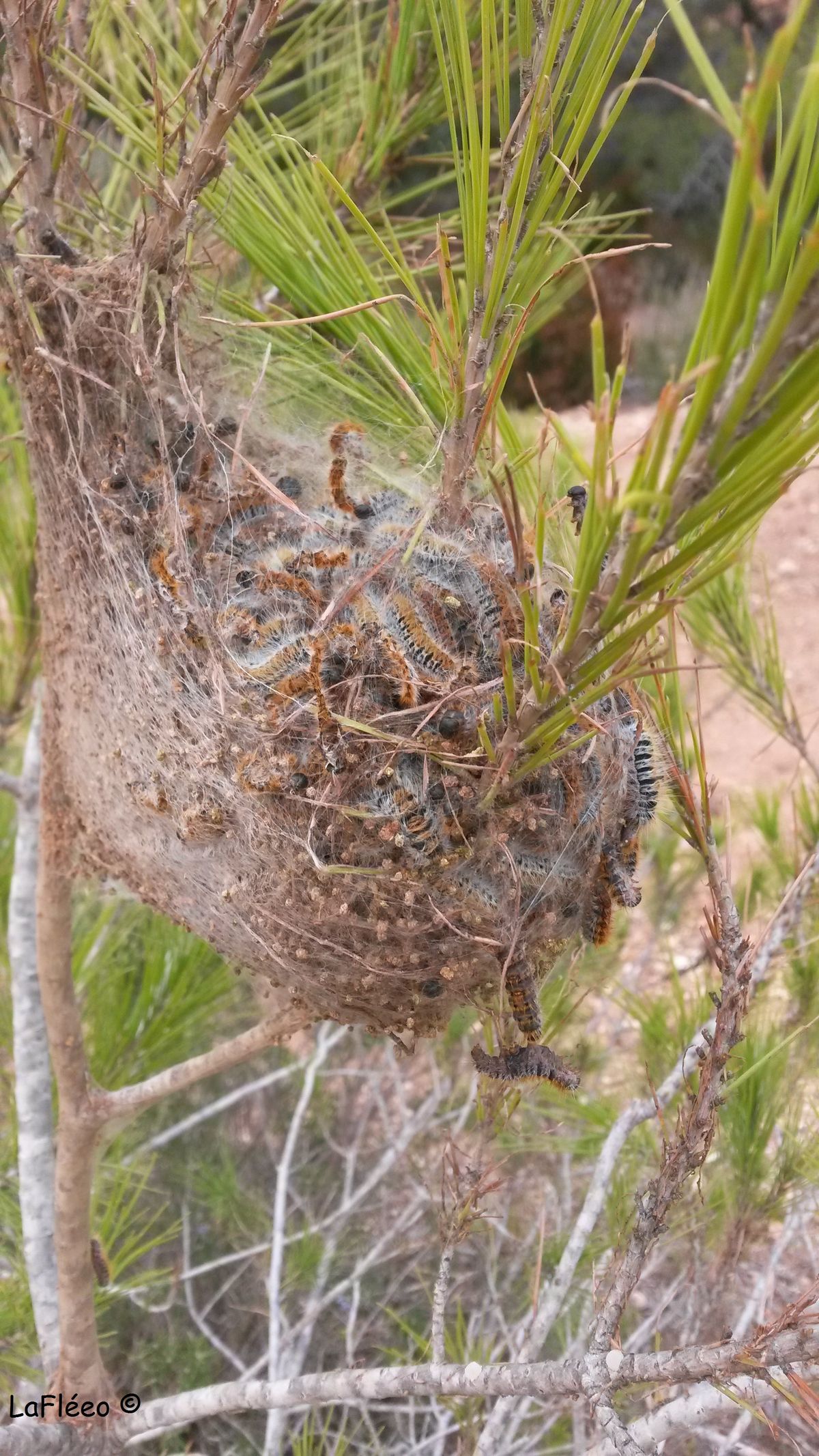 Nido di processionaria