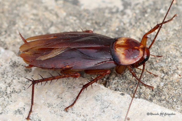 Periplaneta americana