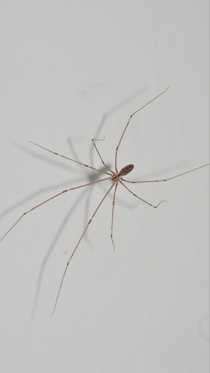 Ragno domestico (tegenaria)