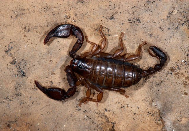scorpione italiano